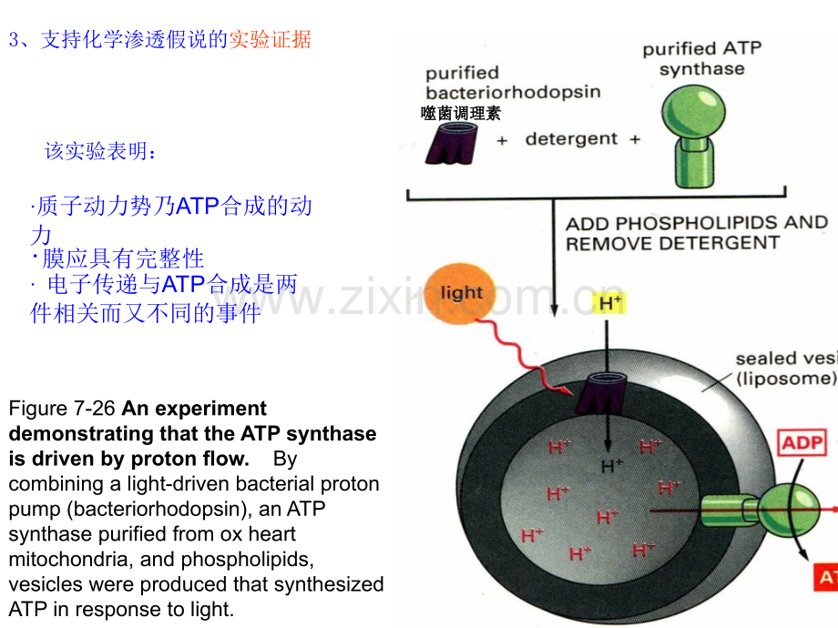 细胞的能量转换3.pptx_第2页