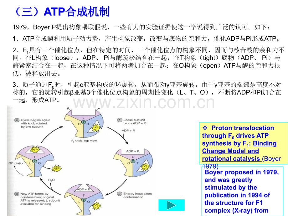 细胞的能量转换3.pptx_第3页