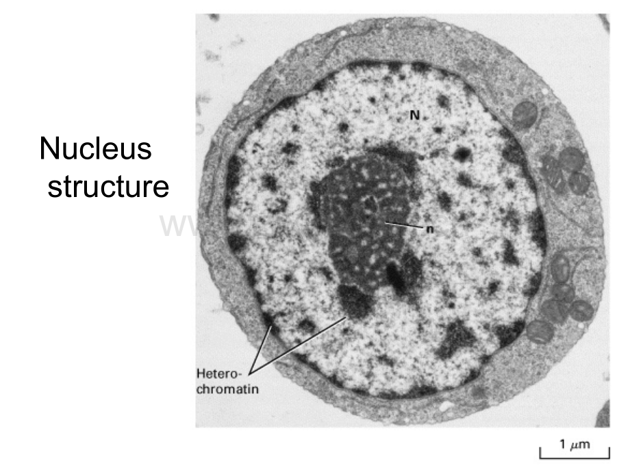 细胞生物学教程-细胞核.pptx_第3页