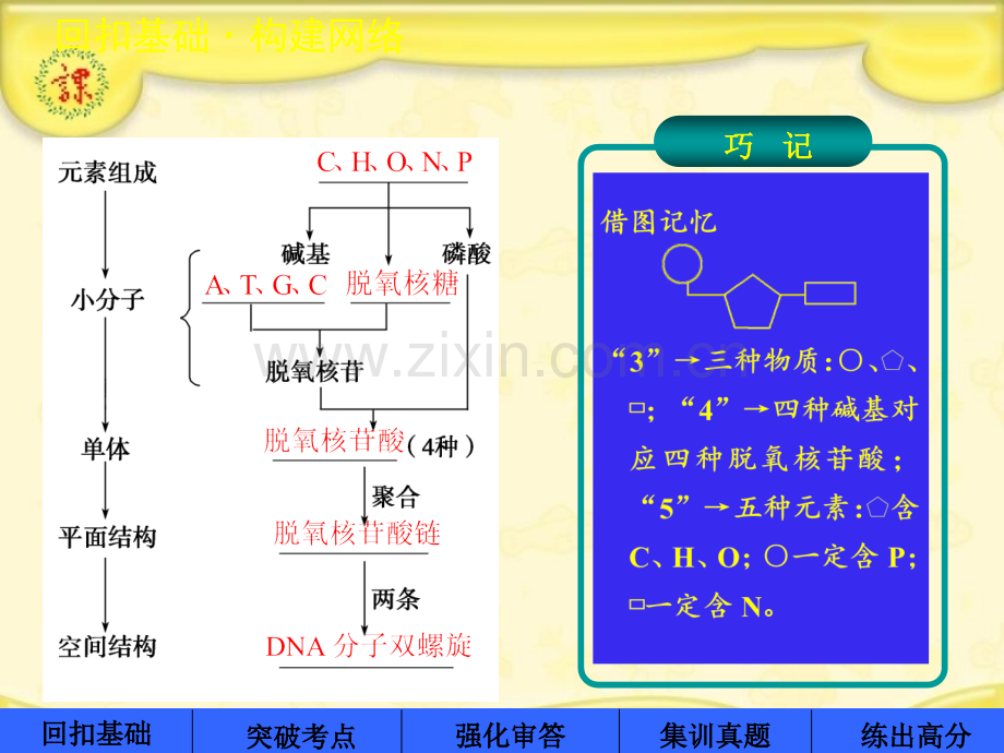 苏教版DNA分子的结构复制.pptx_第1页