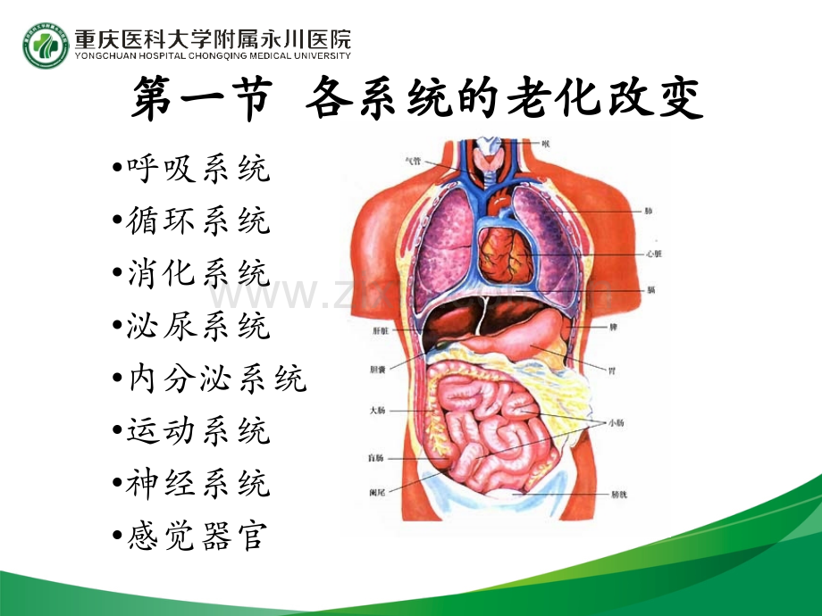 老年人常见健康问题及护理.pptx_第2页