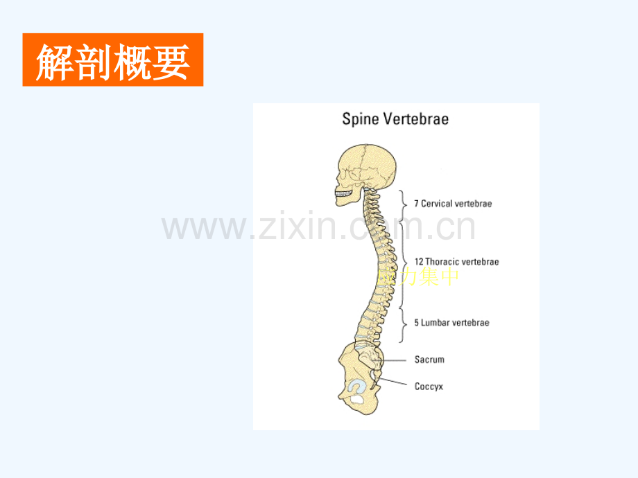 腰椎间盘突出症.pptx_第1页