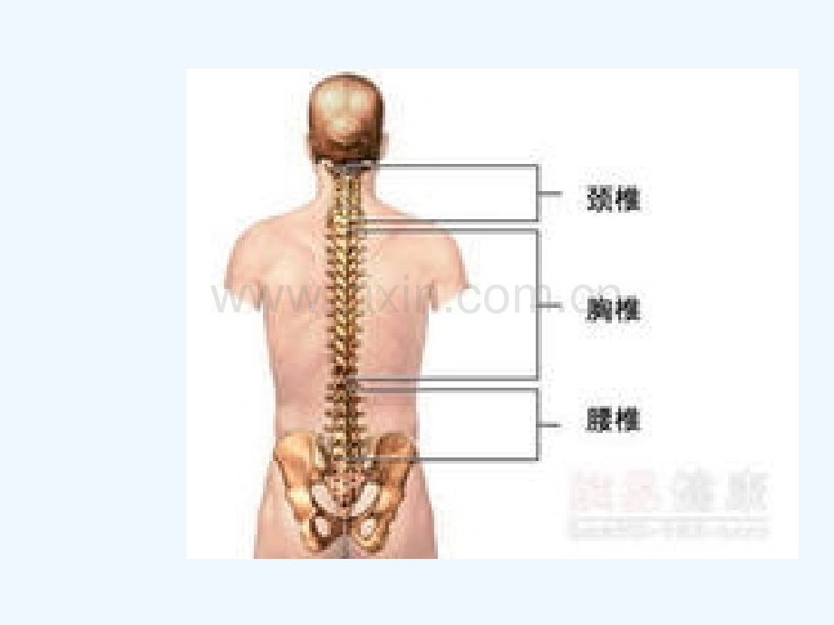 腰椎间盘突出症.pptx_第2页