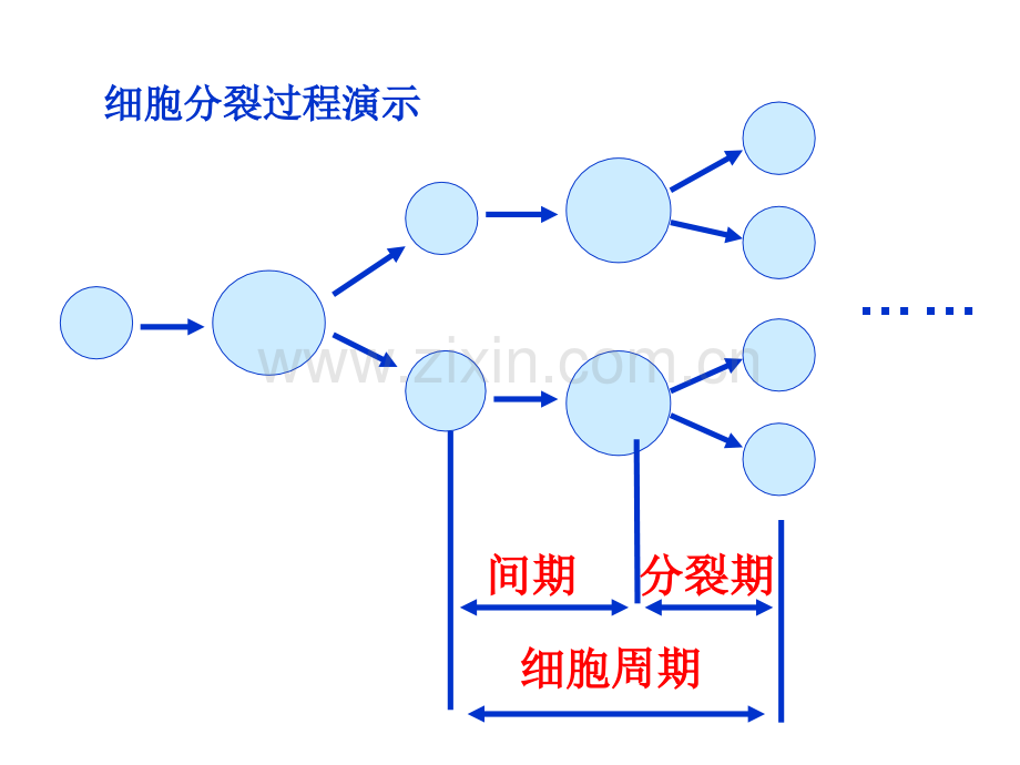 细胞的增殖动漫.pptx_第3页