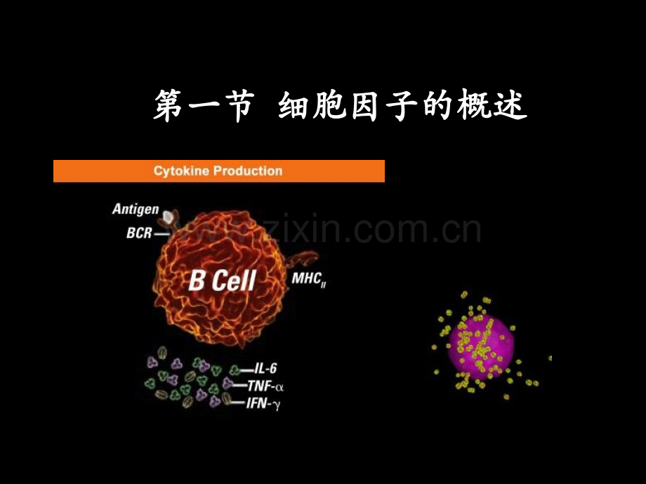 第5章细胞因子.pptx_第2页