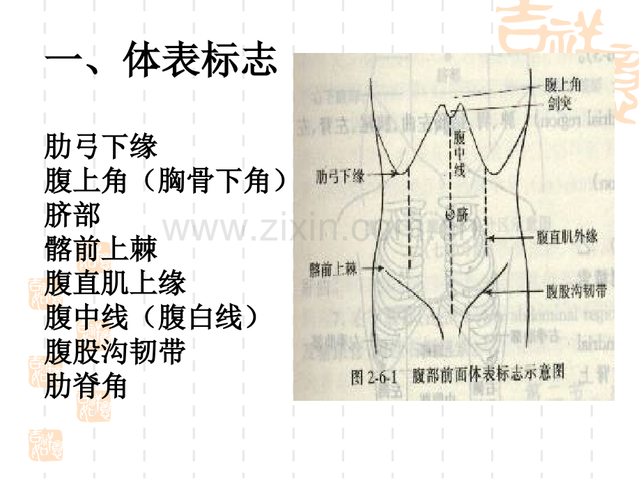 腹部检查讲诉.pptx_第3页