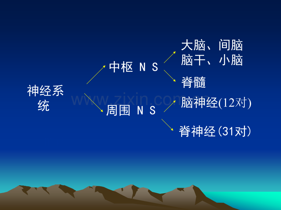 神经系统解剖生理.pptx_第2页