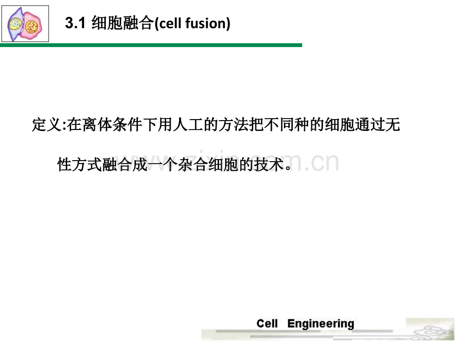 细胞融合与单克隆抗体1.pptx_第2页