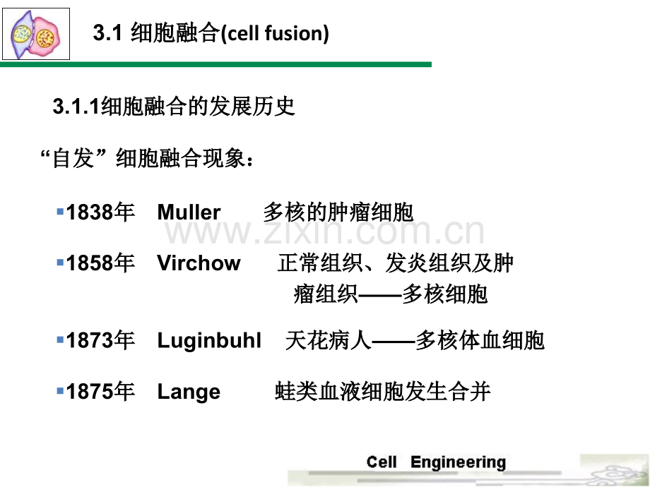 细胞融合与单克隆抗体1.pptx_第3页