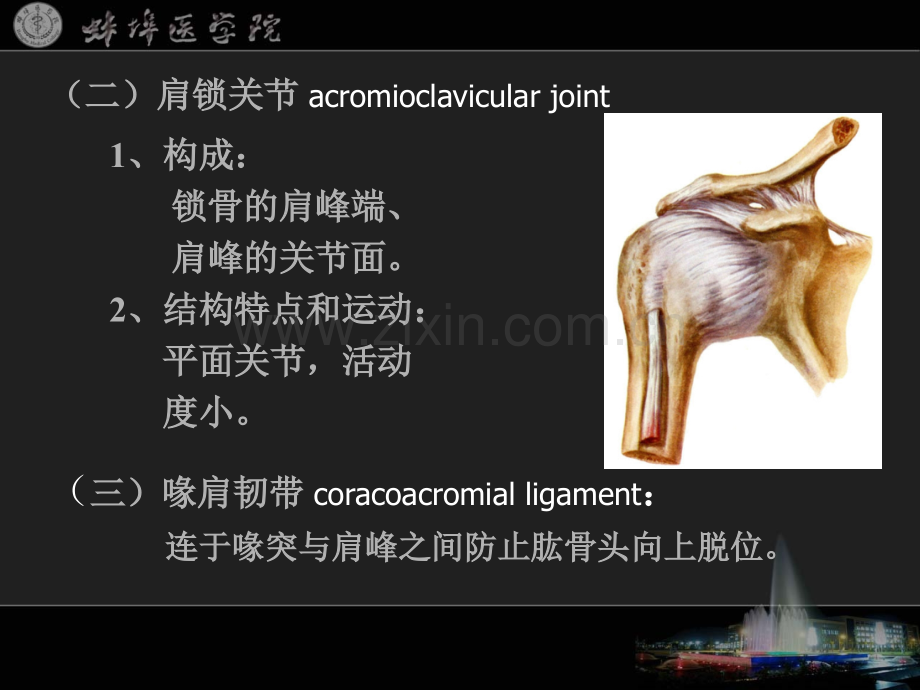 系统解剖学.pptx_第3页