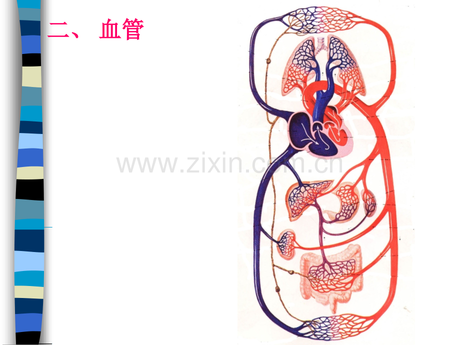 生命科学人体组织解剖学11.pptx_第2页