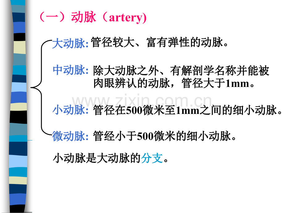 生命科学人体组织解剖学11.pptx_第3页