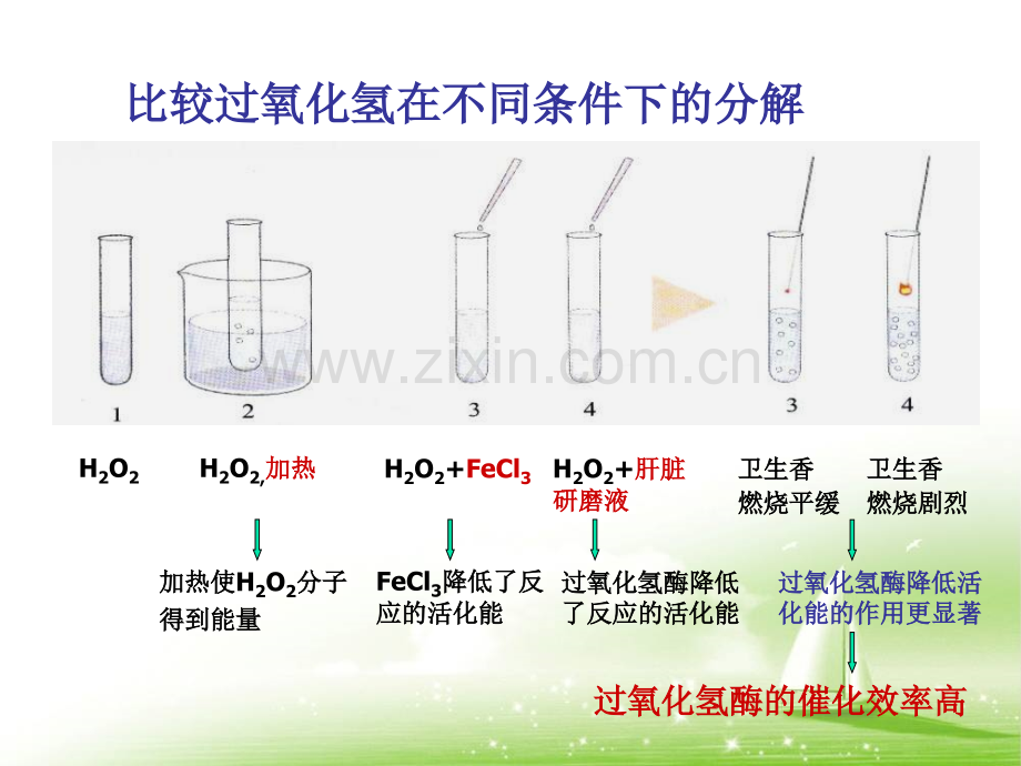 第5章第一节酶.pptx_第3页