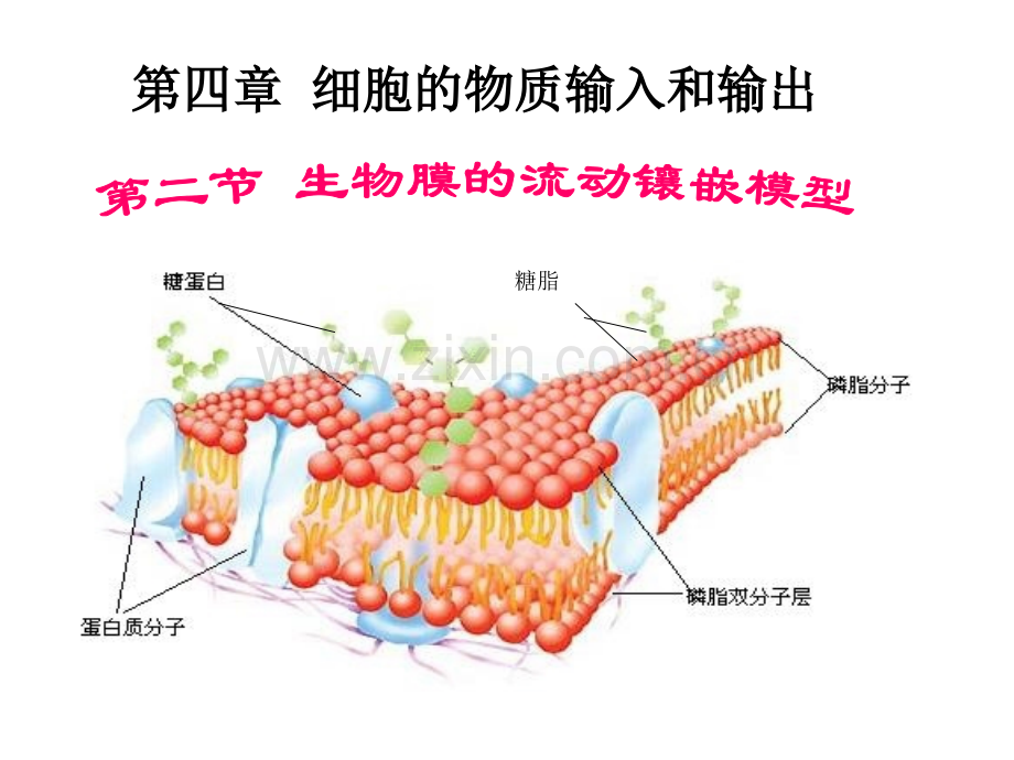 细胞膜结构模型.pptx_第1页