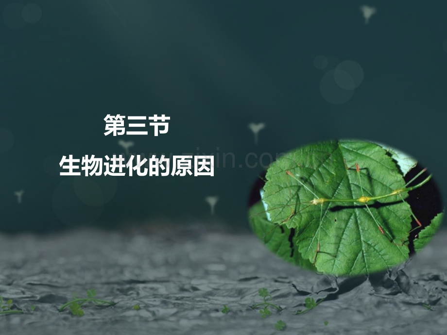 生物进化的原因.pptx_第1页