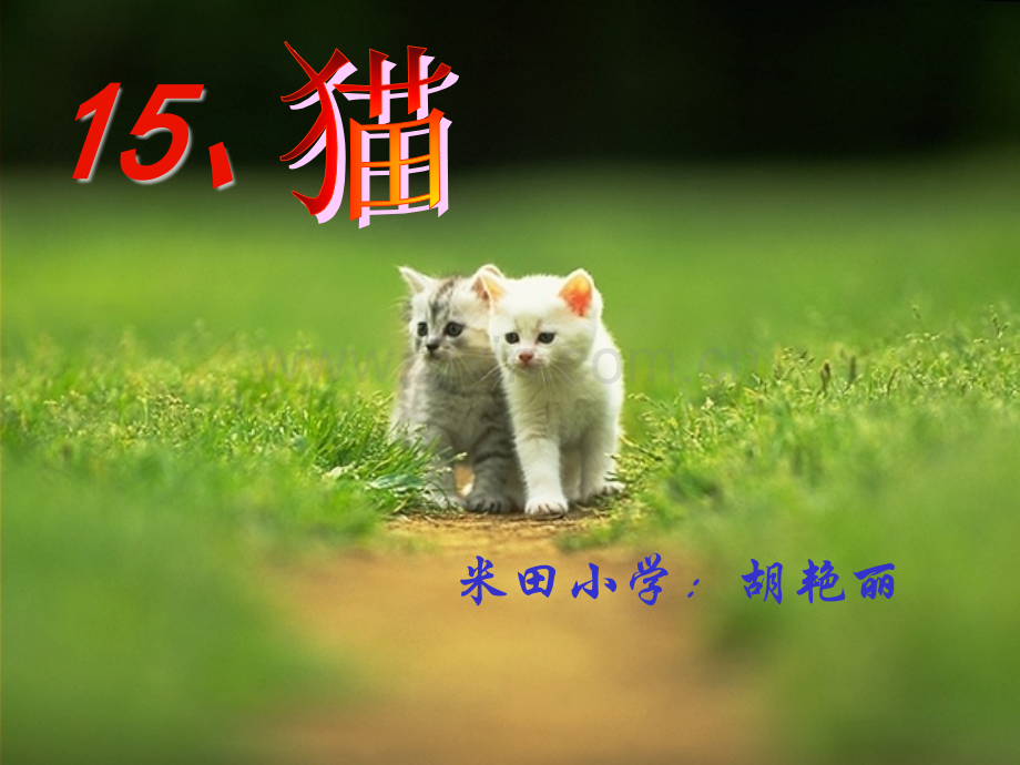 猫的公开课.pptx_第1页