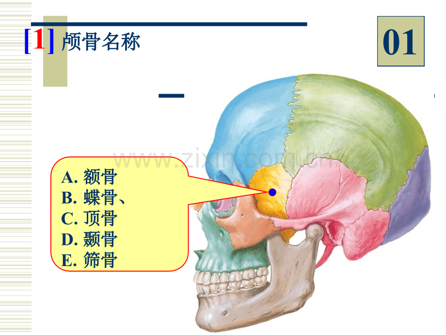 系统解剖学08—1—96学时实验.pptx_第2页