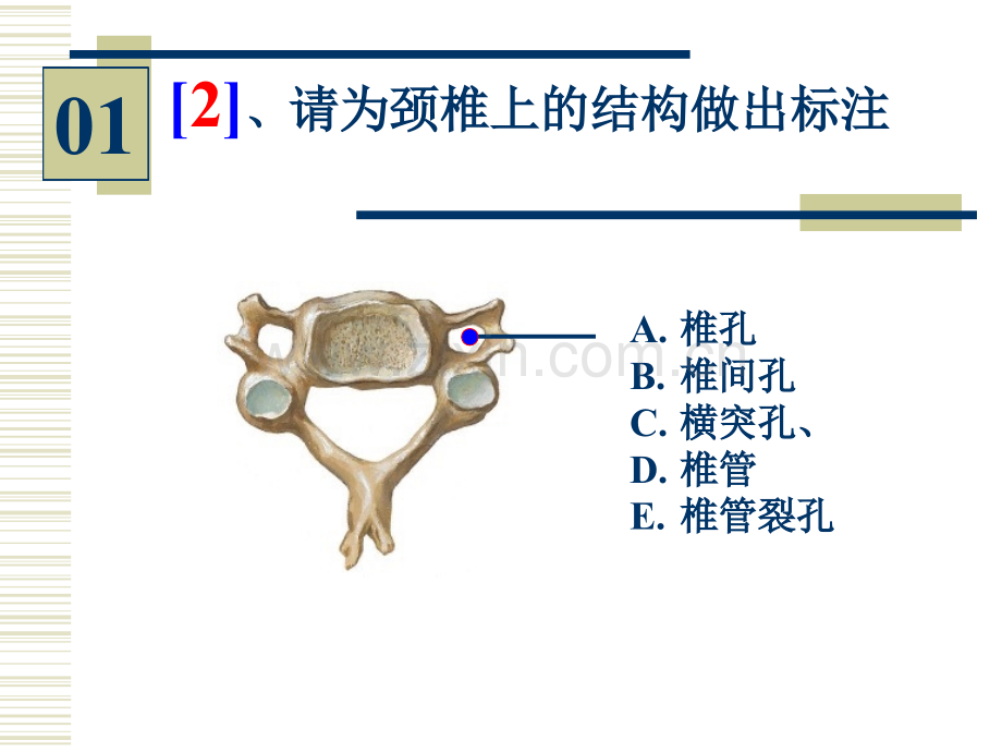 系统解剖学08—1—96学时实验.pptx_第3页