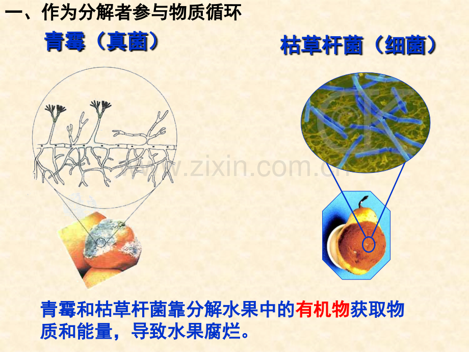 细菌和真菌在自然中的作用.pptx_第2页