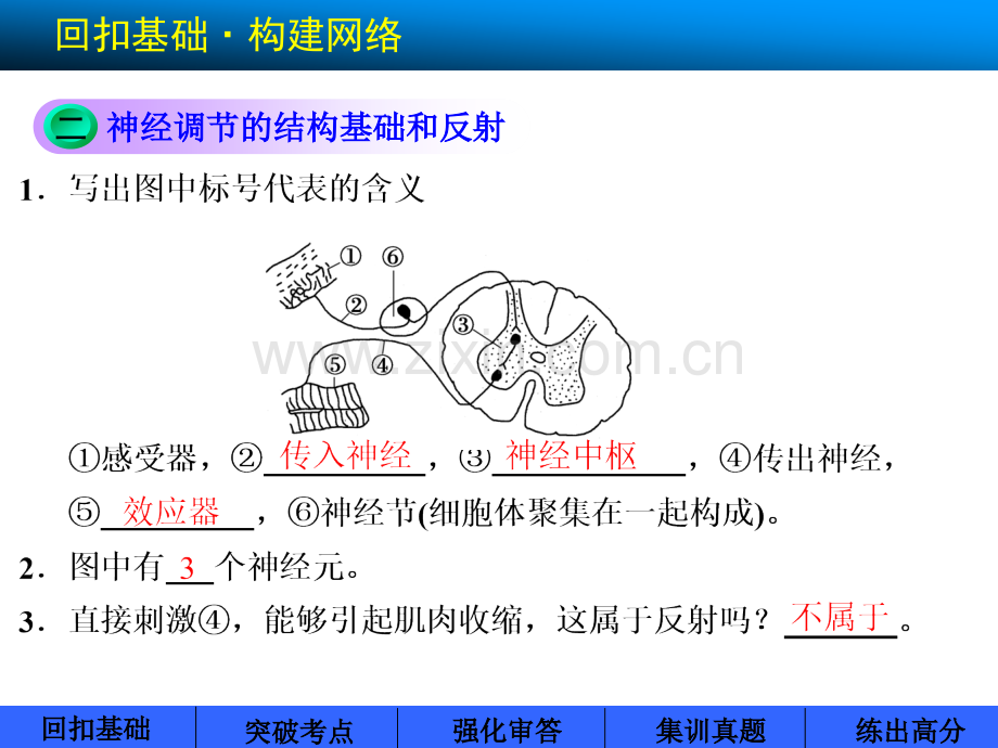 理化生高考生物通过神经系统调节.pptx_第3页