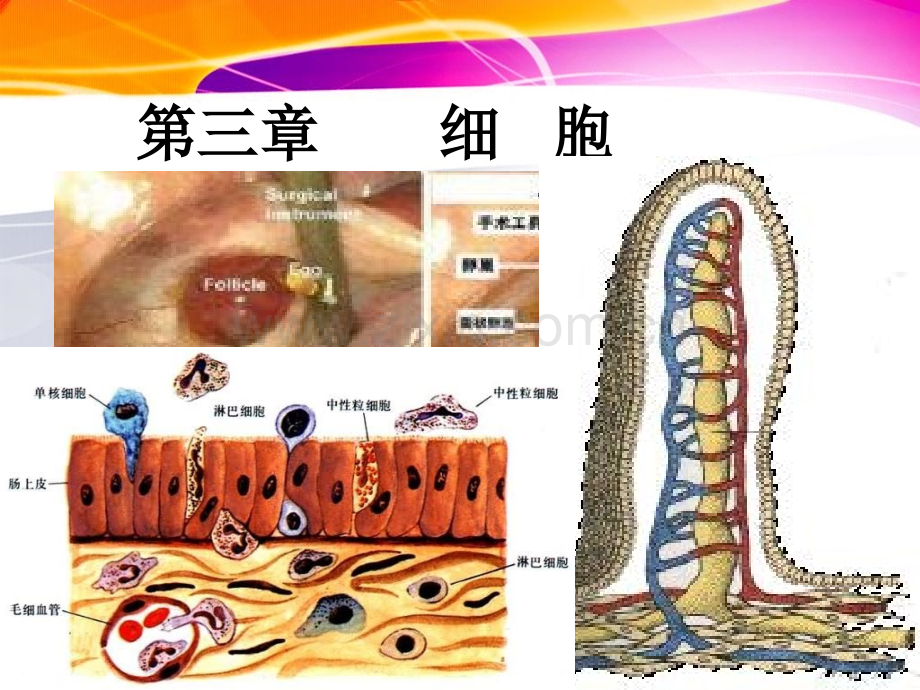 细胞的基本结构与功能2学时.pptx_第1页