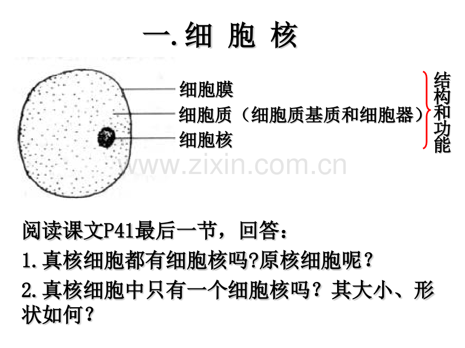 细胞的类型和结构三.pptx_第3页