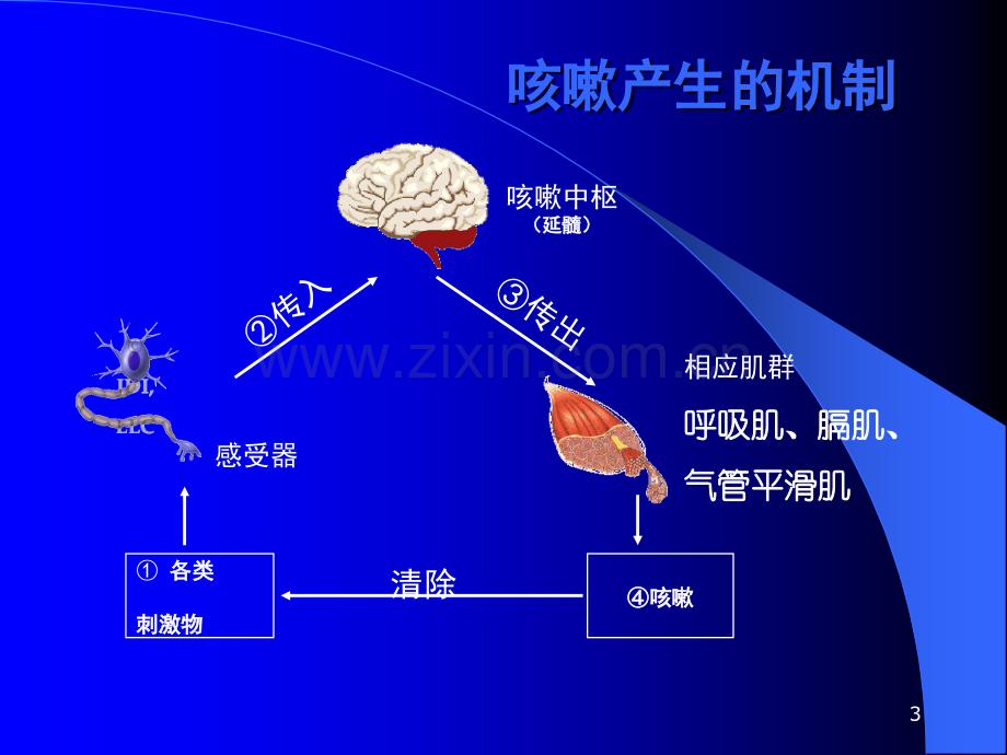 小儿咳嗽用药ppt课件.ppt_第3页