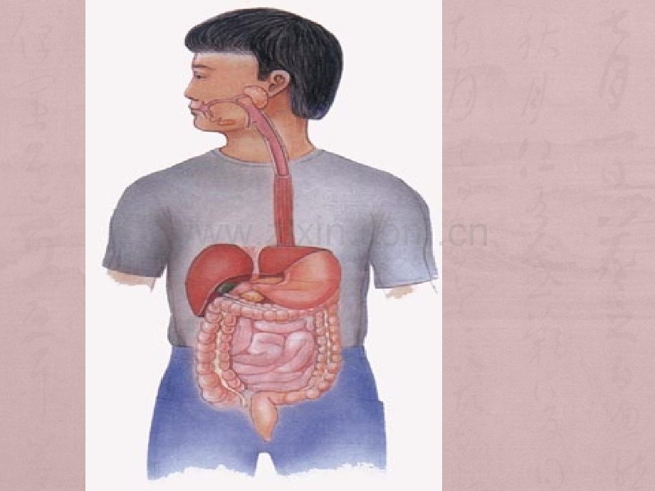 小儿消化系统解剖生理特点、口炎的护理.ppt_第3页