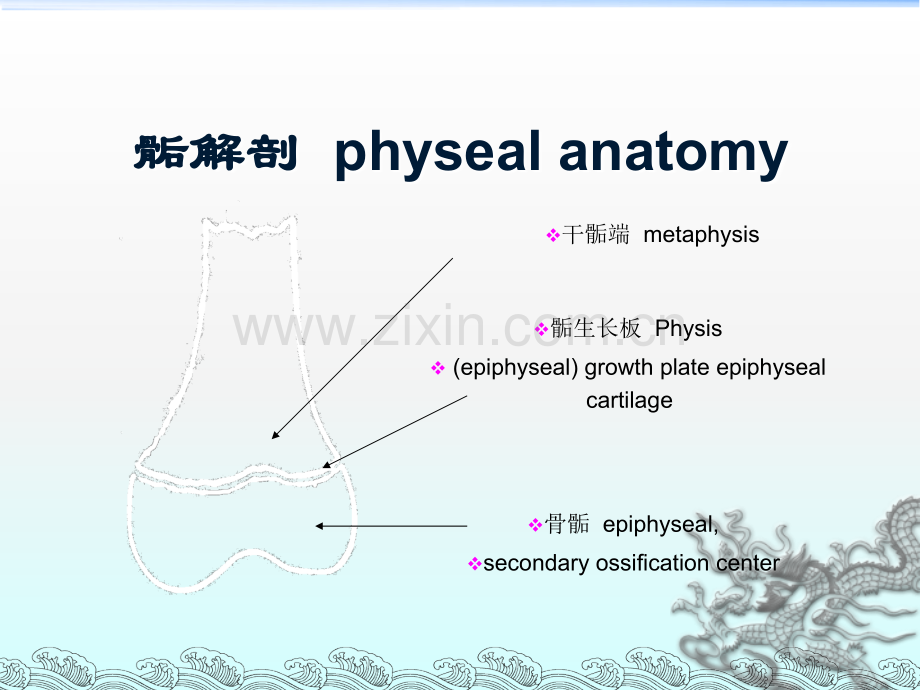 小儿骨骺损伤ppt课件.ppt_第3页