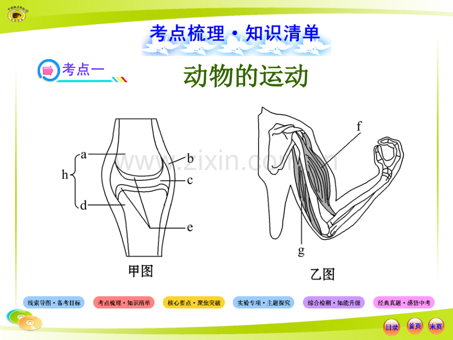 动物的运动和行为以及动物在生物圈中的作用复习课分析.pptx_第3页