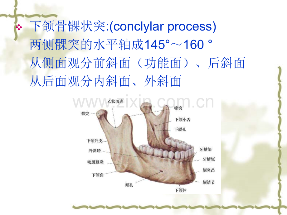 口腔颌面局部疾病系统解剖图解.pptx_第3页