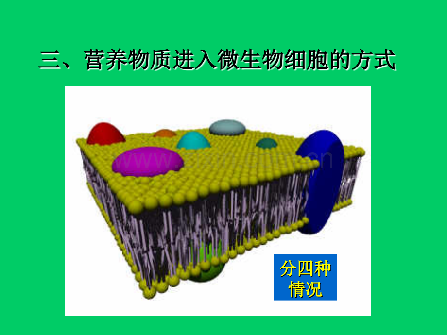 微生物生理43.pptx_第2页