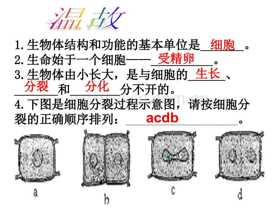 动物体的结构层次公开课.pptx_第1页