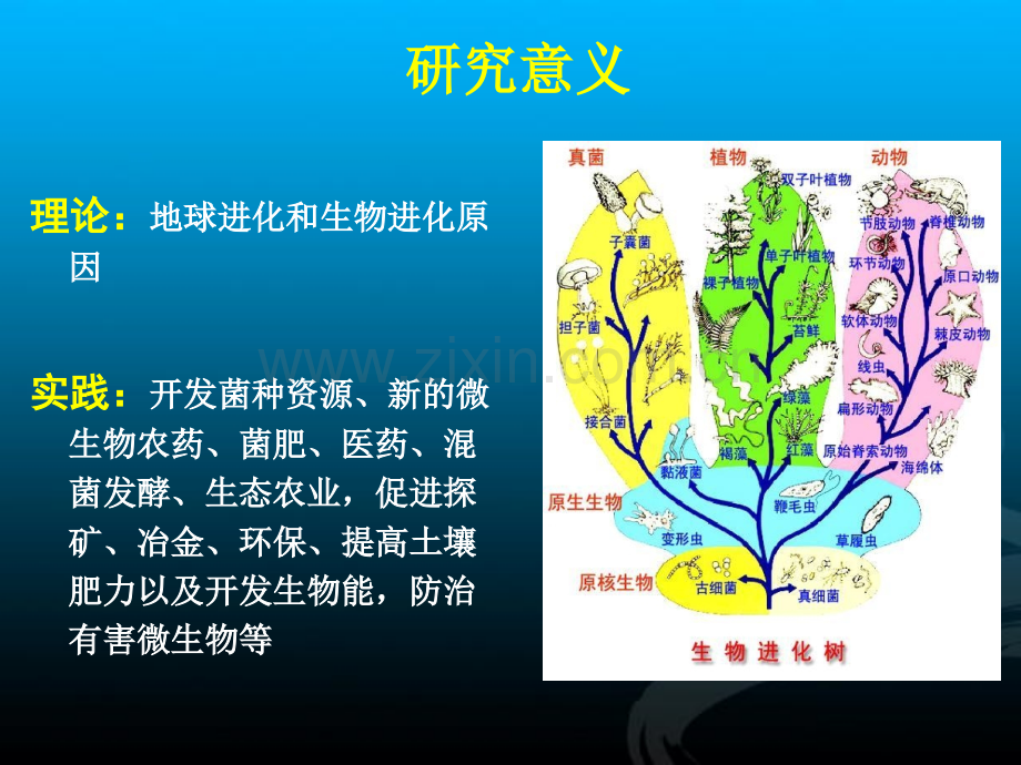 微生物的生态与分类.pptx_第2页