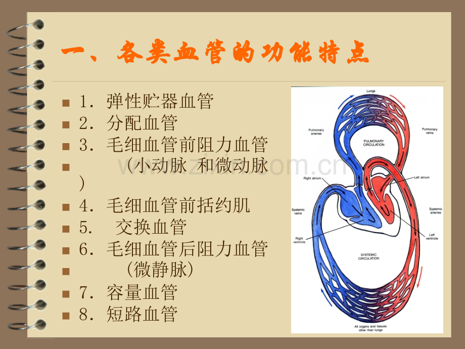 循环系统血管生理.pptx_第2页