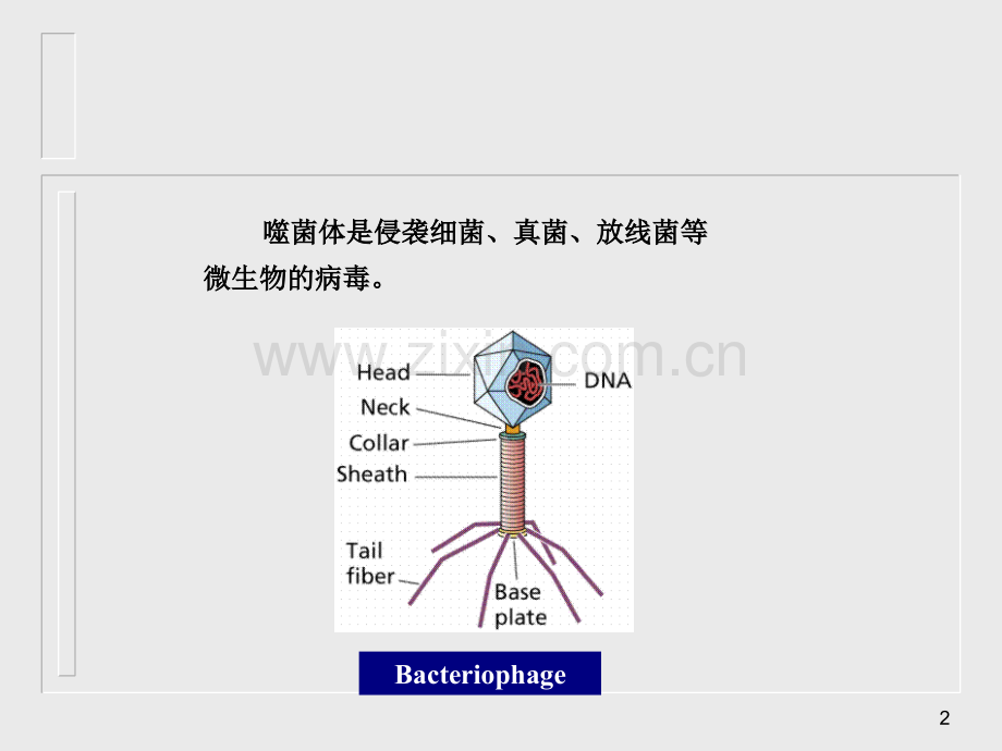 医学微生物学噬菌体.pptx_第2页