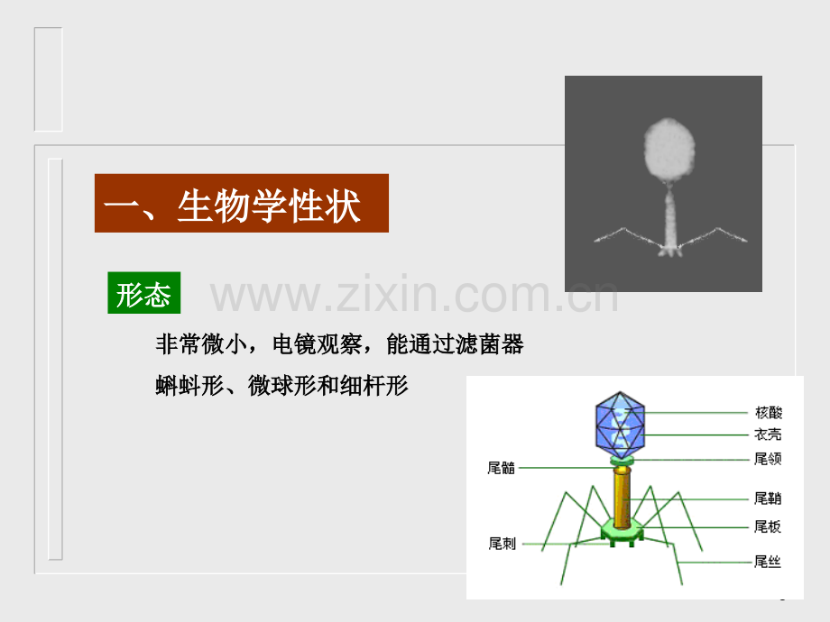 医学微生物学噬菌体.pptx_第3页