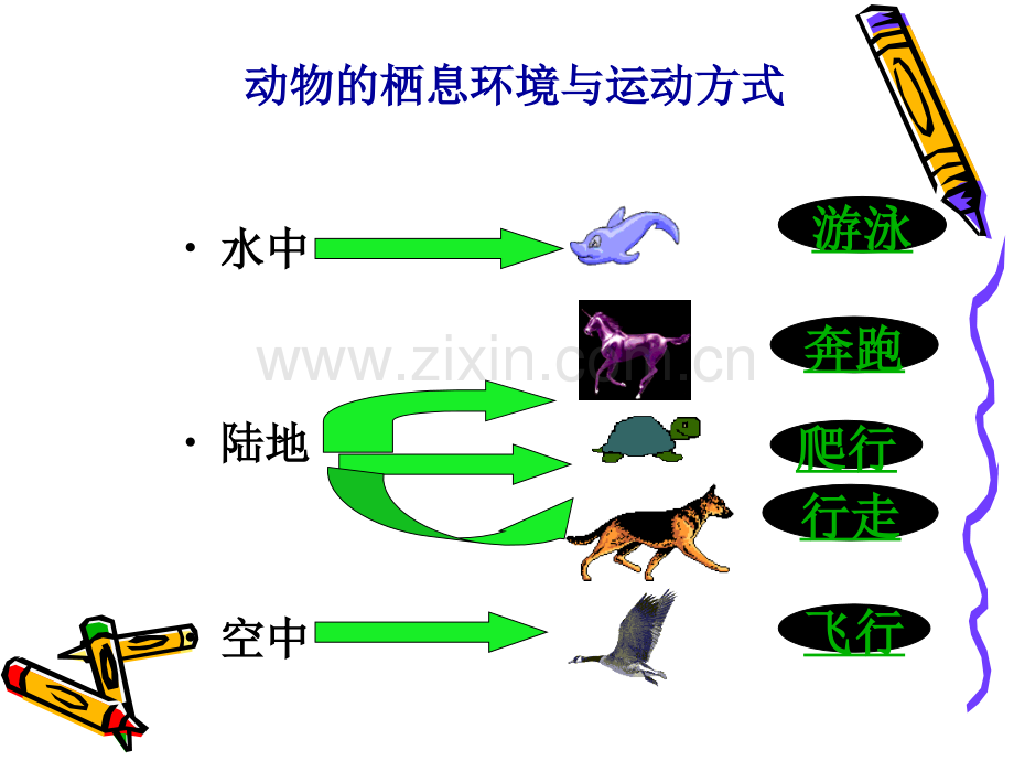 动物的运动和行为-复习课件.pptx_第2页