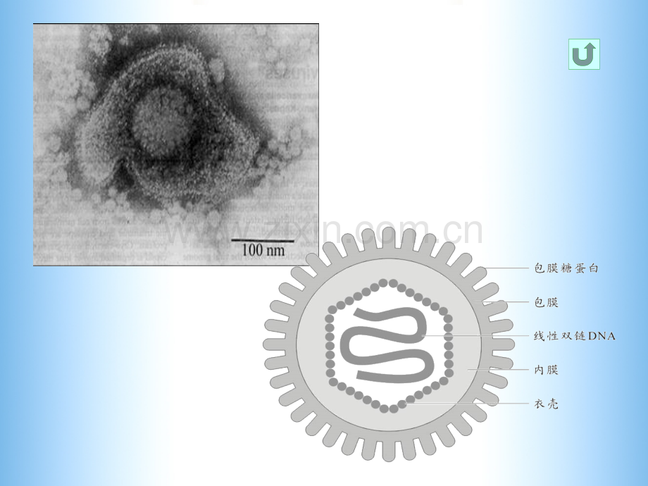 微生物学疱.pptx_第3页