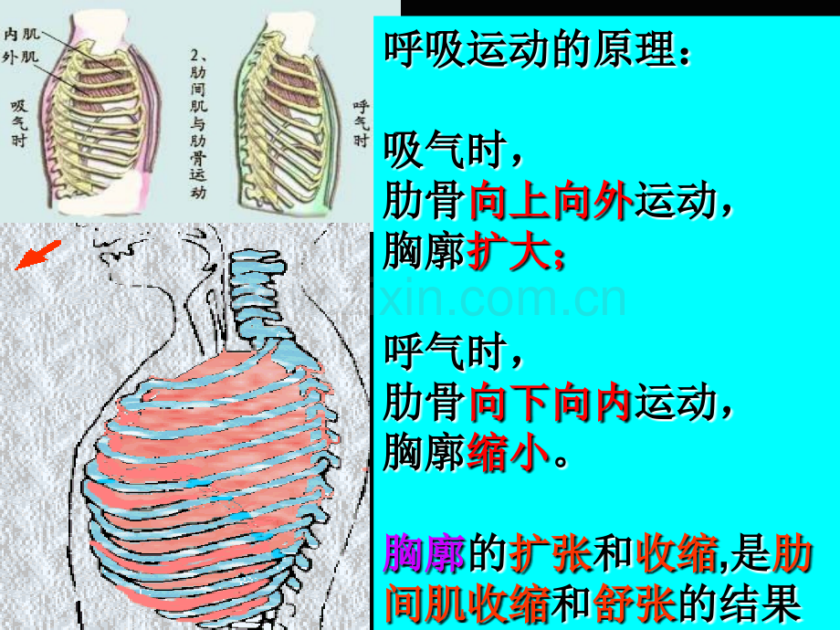 初中生物七下432发生在肺内气体交换最终定稿.pptx_第3页