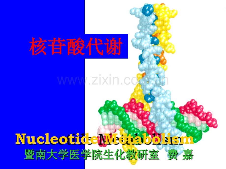 嘌呤核苷酸代谢重点.pptx_第1页