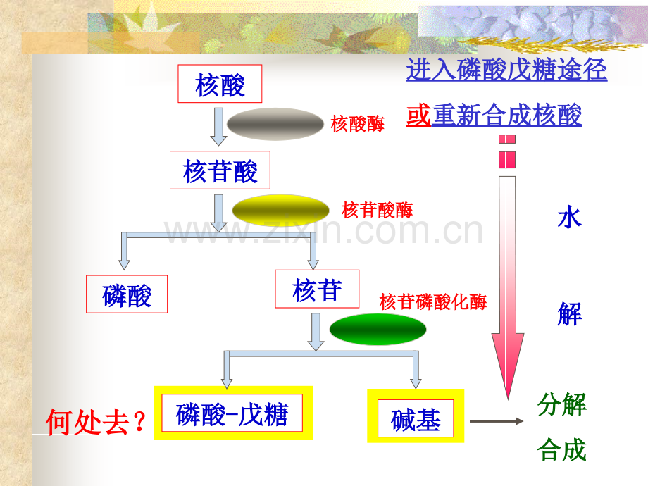 嘌呤核苷酸代谢重点.pptx_第3页