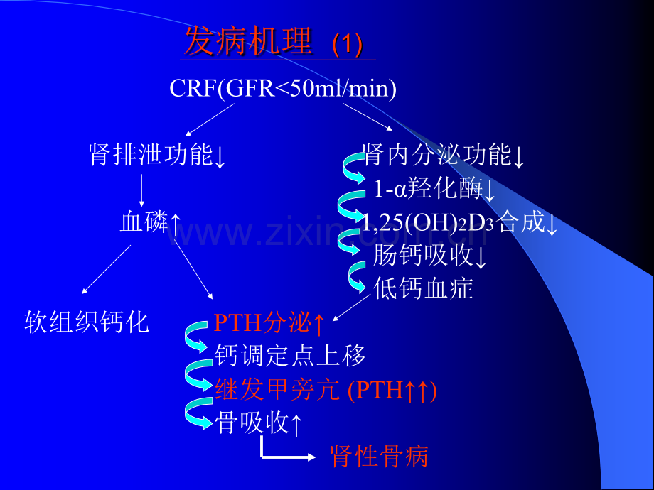 慢性肾衰患者甲旁亢的治疗.pptx_第2页