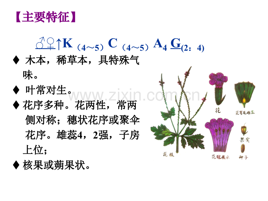 农学马鞭草科唇形科茜草科菊科.pptx_第2页