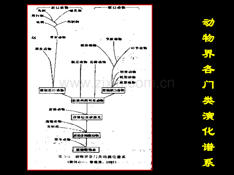 古生物的主要门类软体动物.pptx_第2页