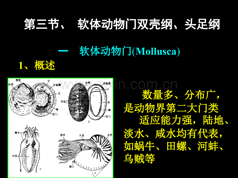 古生物的主要门类软体动物.pptx_第3页