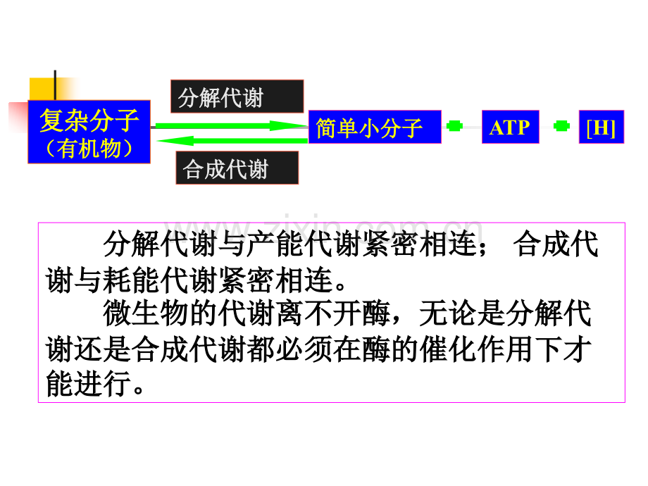 微生物代谢1.pptx_第2页