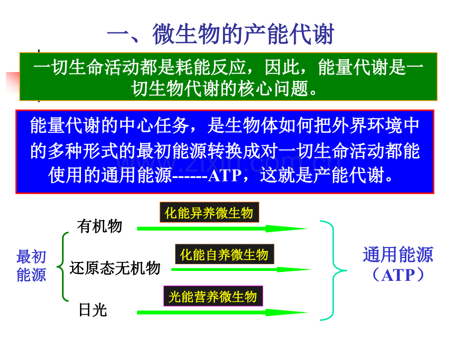 微生物代谢1.pptx_第3页