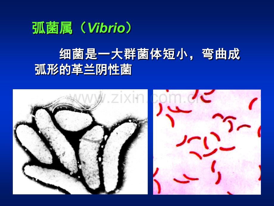 微生物学弧菌属.pptx_第1页