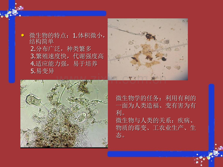 微生物与环境.pptx_第2页